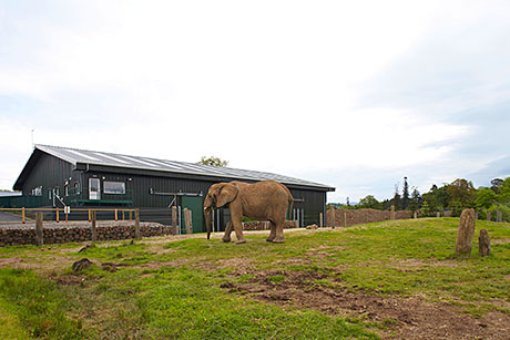 The new Steadmans built elephant enclosure is home to three African Elephants.