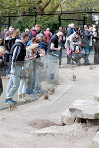 meerkats_edinburgh