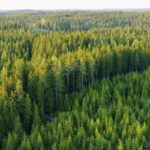 42-forest