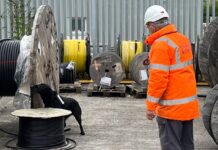 Dog in Network Rail yard