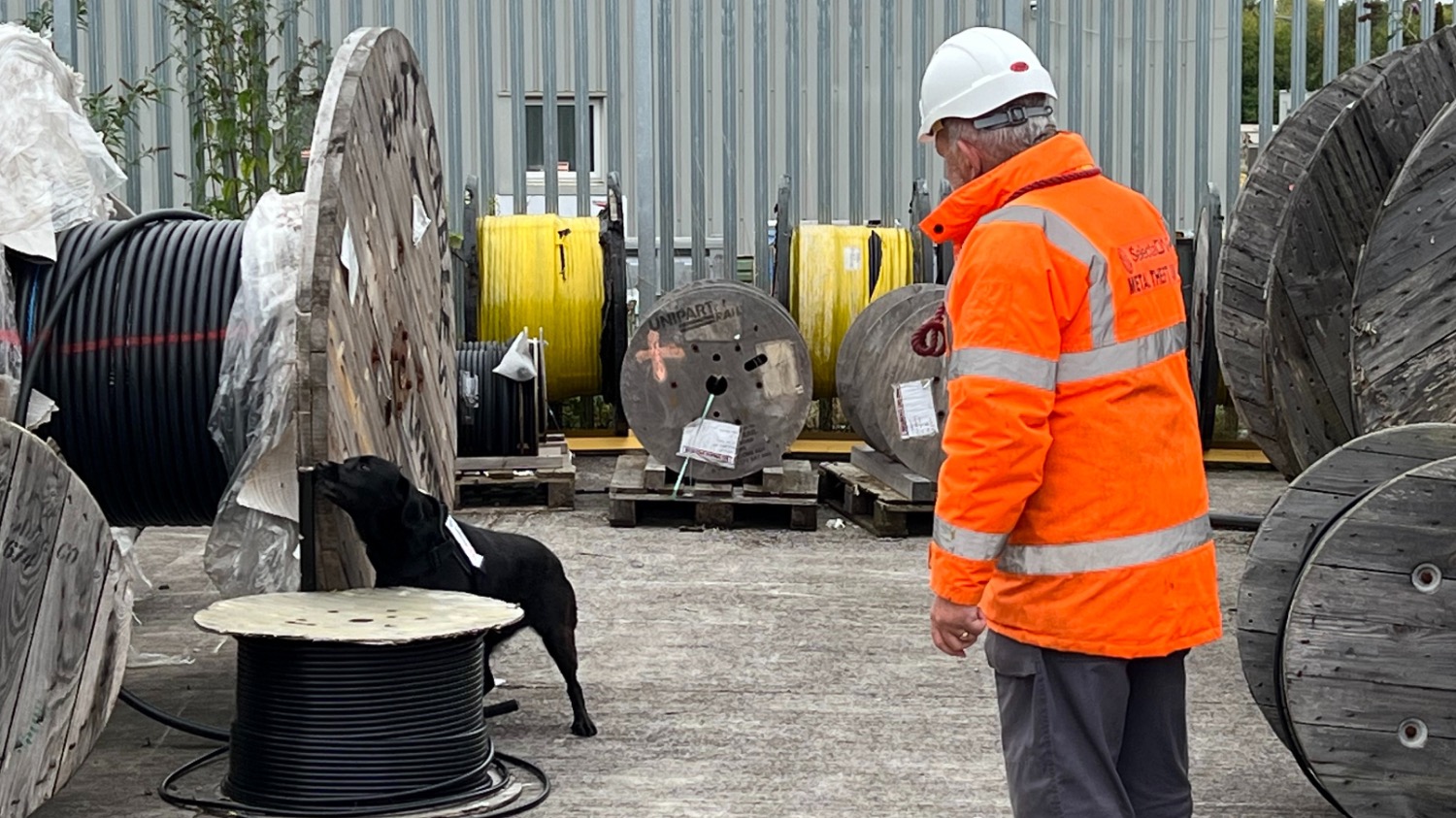 Dog in Network Rail yard