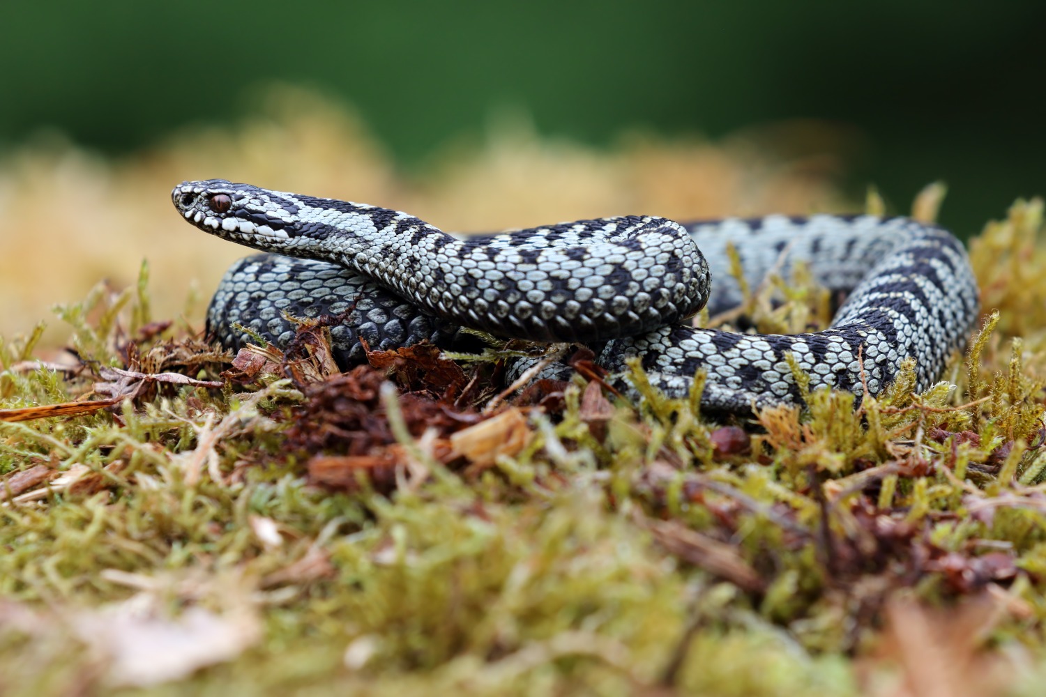 Adder