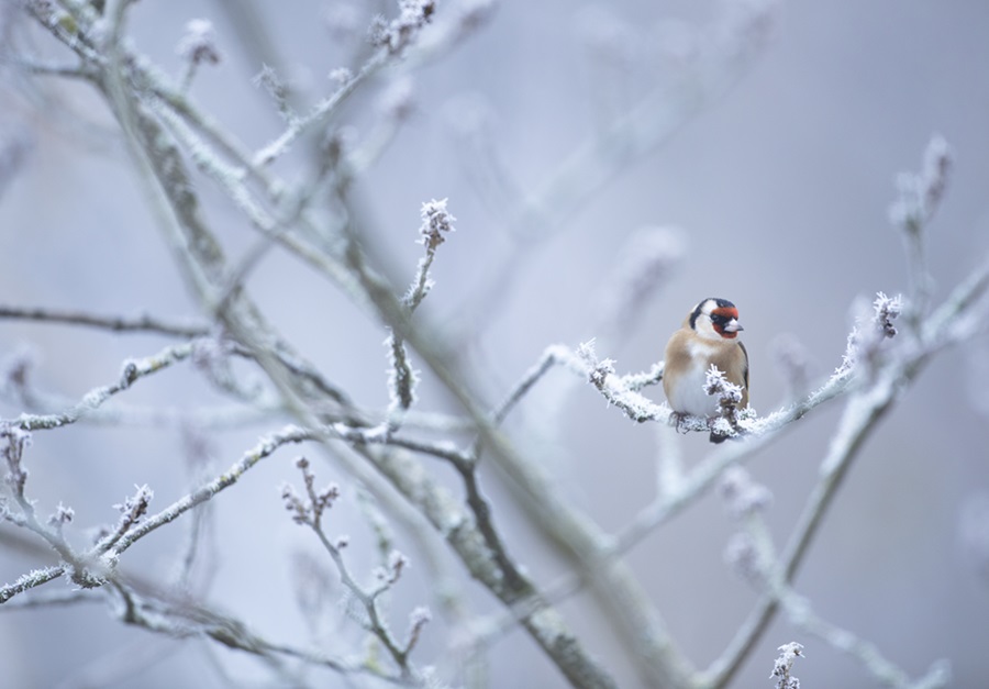 Goldfinch
