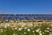 Plans launched for Angus solar farm to power 15,000 homes Solar panels
