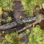 Falkirk recycles storm-damaged trees into flood defence infrastructure