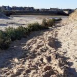 Project’s use of Christmas trees to protect sand dunes receives top award Christmas trees protecting sand dunes
