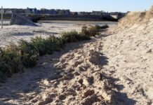 Project’s use of Christmas trees to protect sand dunes receives top award Christmas trees protecting sand dunes
