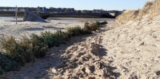 Christmas trees protecting sand dunes