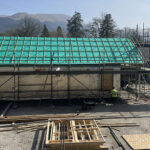 Sitka spruce grown from commercial timber