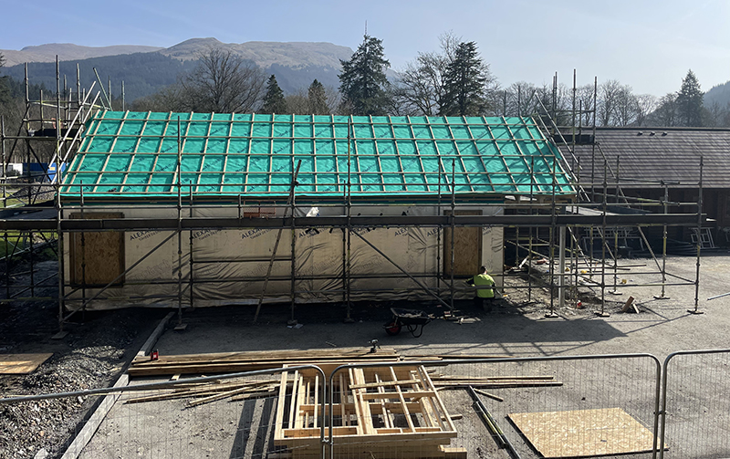 Sitka spruce grown from commercial timber 