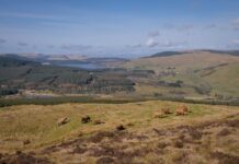 260-acre Darrach Hill landholding brought to the market