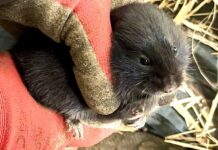 Rare water voles relocated ahead of Glasgow drainage project