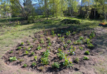 Nature-based rainwater solutions implemented in Dundee Rainwater management in Dundee