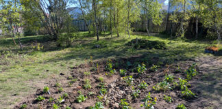 Rainwater management in Dundee